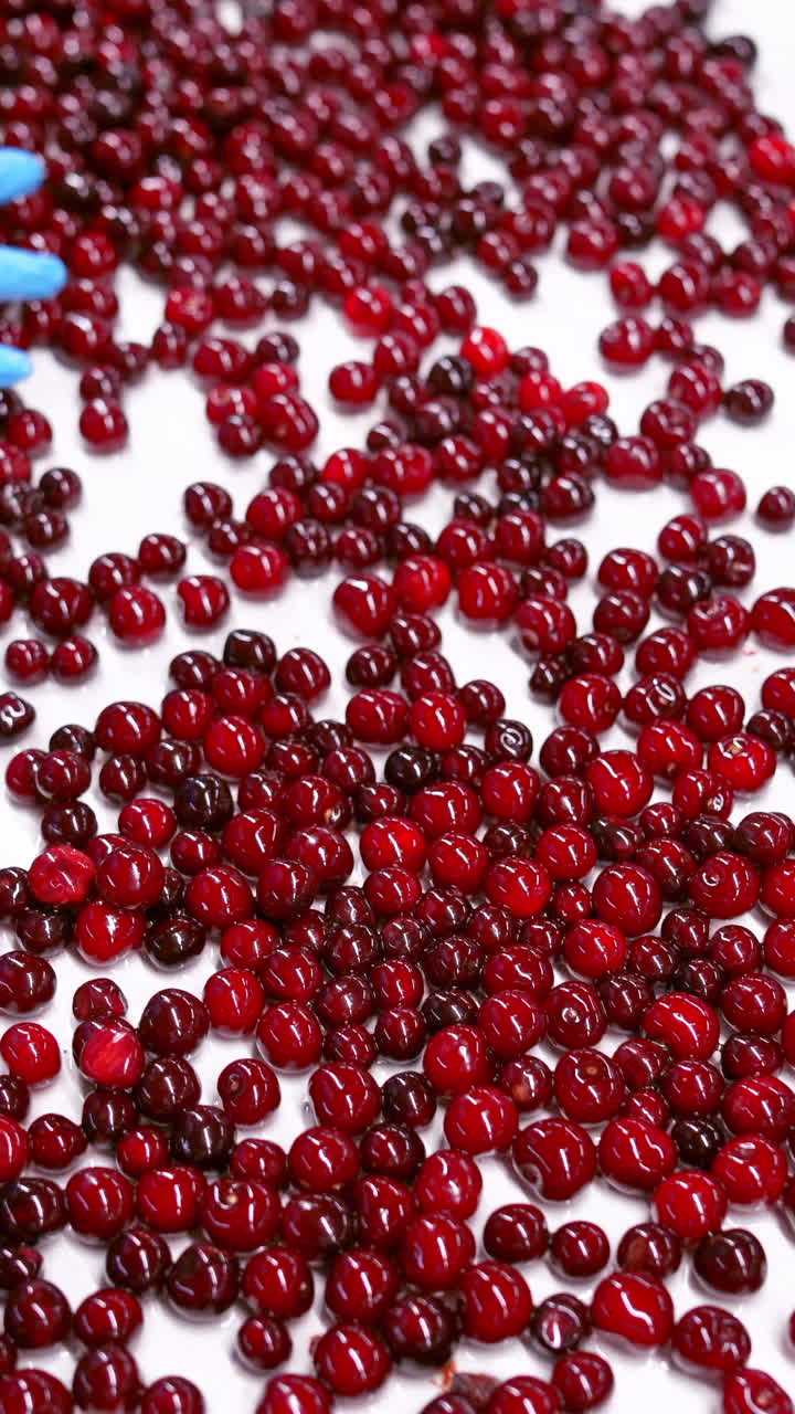 Fresh red cherries moving on a conveyor belt. Worker's hands in gloves sorting ripe berries inside the food factory. Vertical video