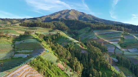 aerial view of greeny agricultural field on mountain and dense jungle with a towering mountain standing under a vibrant blue sky. beautiful slope of mount sumbing, indonesia