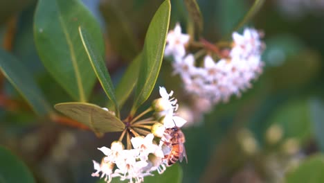 Primer-Plano-Que-Captura-La-Ocupada-Abeja-Melífera,-Apis-Mellifera,-Polinizando-Las-Flores-Del-Manglar-Del-Río,-Aegiceras-Corniculatum-Durante-La-Temporada-De-Primavera