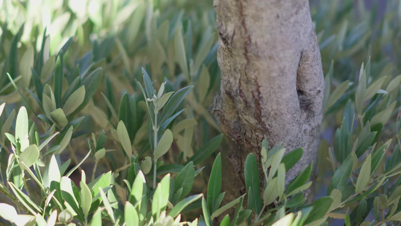 Close Up Olive Tree Trunk With Small Green Leaves Sunlight And Shadow