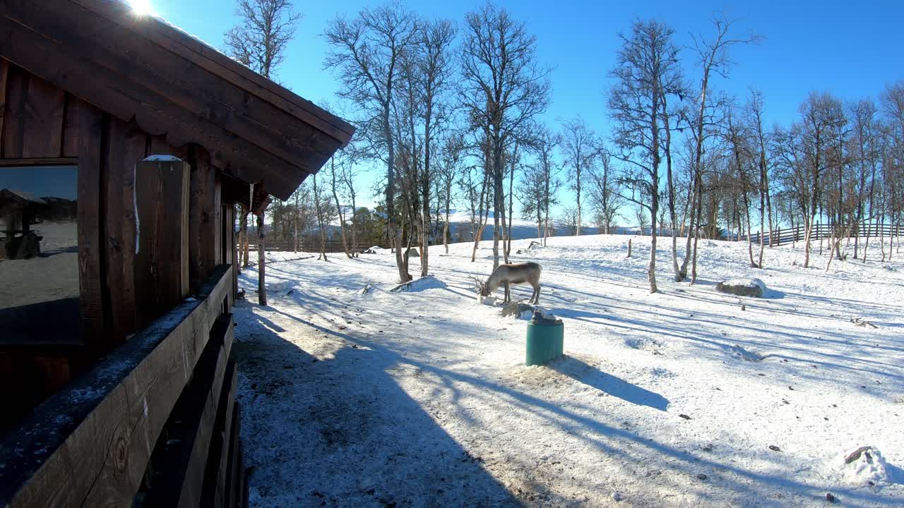 노르웨이의 랭그드라그 자연 공원 내의 데기 근처에서 먹이를 먹는 사 - 동물원 내에서 포로로 잡힌 카리부 사과 함께 은 겨울 날의 클립