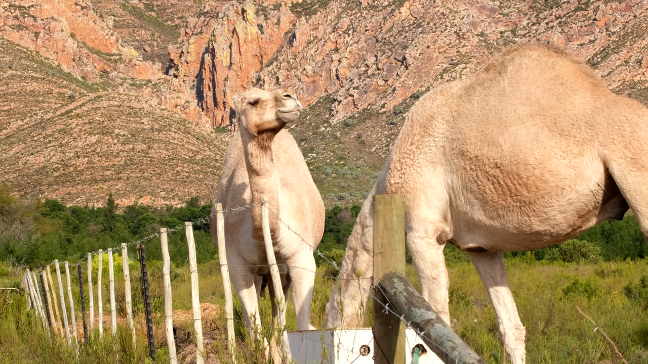 Domesticated camels feeding from trough next to barbed wire fence on farm