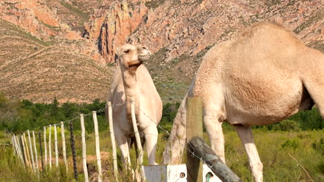 domesticated camels feeding from trough next to barbed wire fence on farm