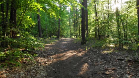 Pov-dolly-shot-of-a-path-in-boreal-forest