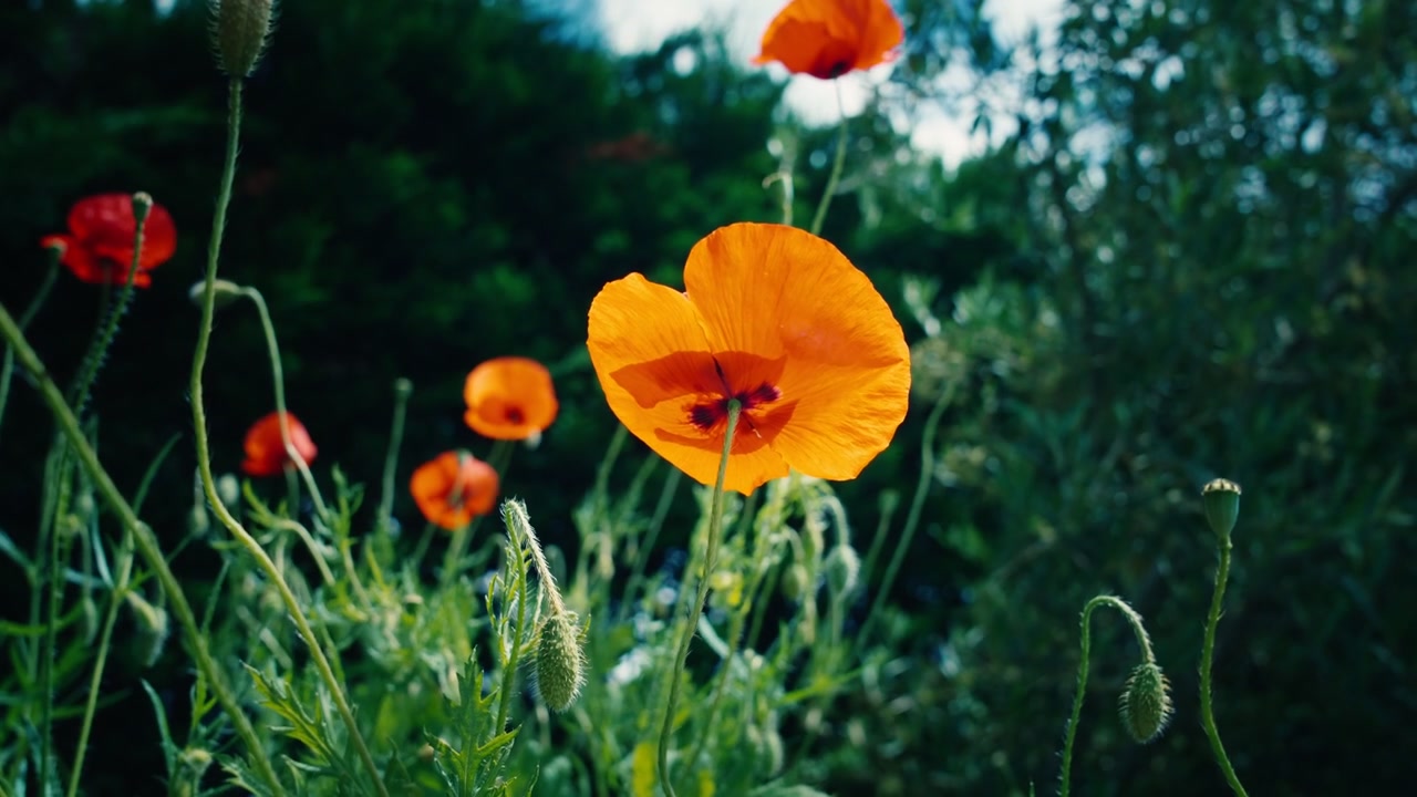 Papavero arancione in fiore in un prato verde lussureggiante sotto una luce naturale soffusa. Inquadratura cinematografica all'altezza degli occhi catturata in una splendida giornata di primavera