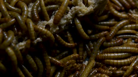 The-Mealworm-is-a-species-of-Darkling-Beetle-used-to-feed-pets-like-fish,-snakes,-birds,-and-frogs