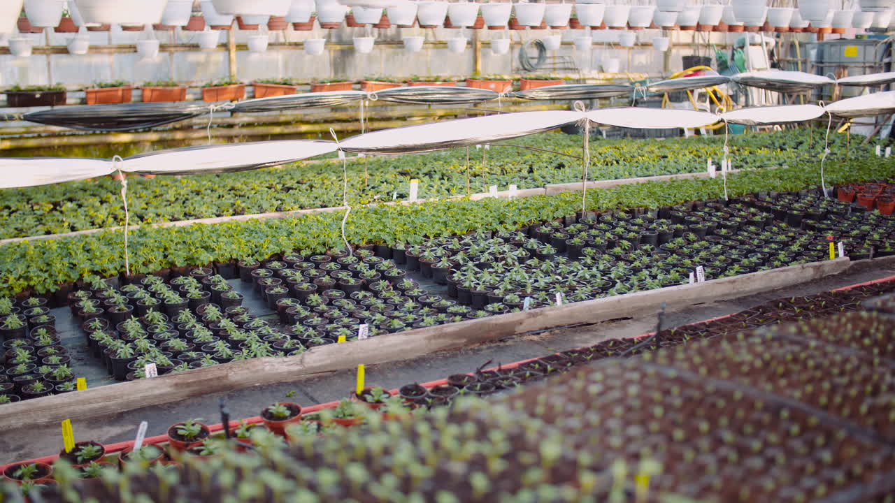 온실 31의 농업 꽃 묘목