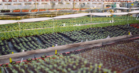 agriculture flower seedlings in greenhouse 31