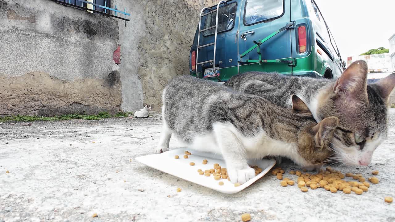 Drei getigerte Kätzchen fressen Trockenfutter auf dem Boden einer Straße. Mutterkatze überwacht ihre verspielten und hungrigen Kätzchen im Straßenhintergrund