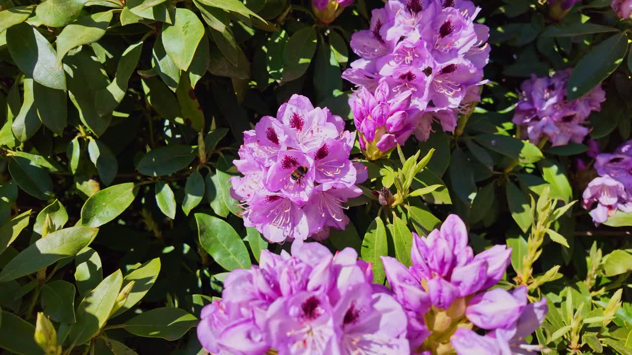 Bumblebee pollinating a purple rhododendron flower. Close-up