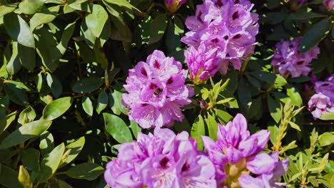 bumblebee pollinating a purple rhododendron flower. close-up