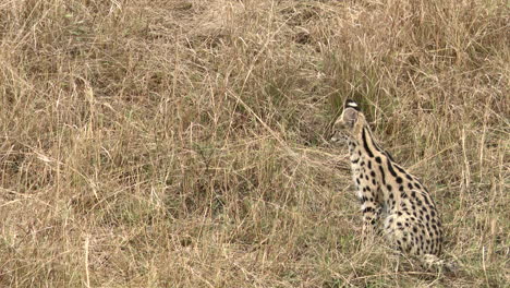 serval juvenile looking around while sitting in high grasses