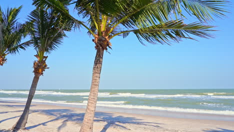 palm trees waiving in the wind on beautiful secluded beach