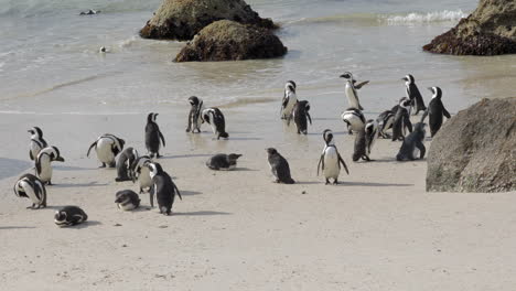 big colony of african penguins drying themselves in the sand of boulders beach, cape peninsula, south africa