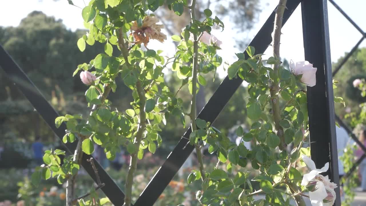 Light pink roses on a trellis with people in the background in La Rosaleda, Retiro Park in spring.