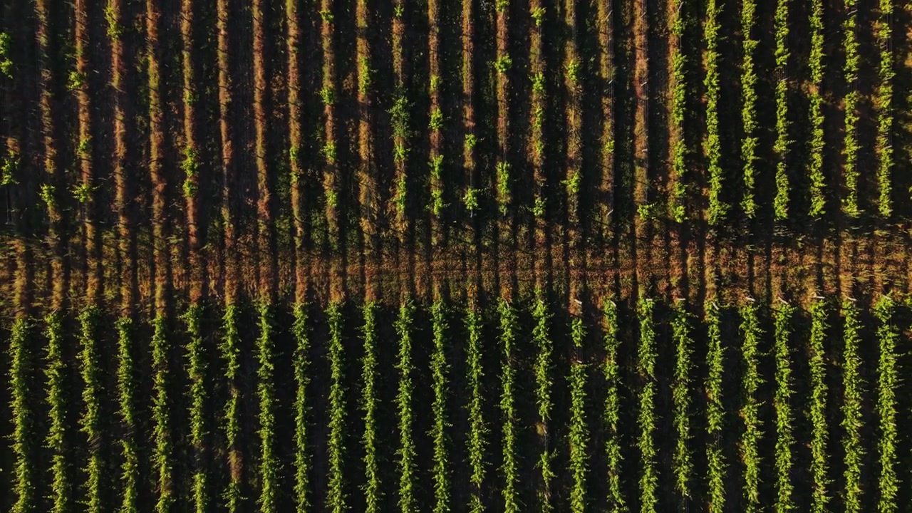 Vineyard rows show sunlight and shadows during late afternoon