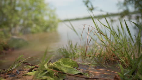 close view of riverbank showing wet leaves and green grasses partially submerged and gently floating on water, surrounded by natural vegetation with distant trees blurred in background