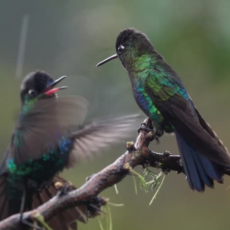 Beautiful-slow-motion-close-up-of-Magnificent-Hummingbirds-in-a-rainstorm