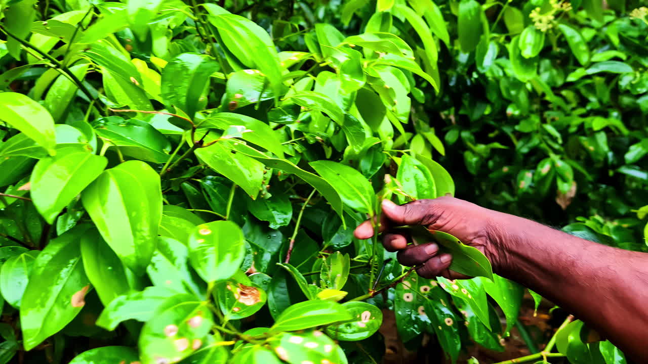 Closeup of hand picking fresh green leaf from tropical tree in slow twisting motion