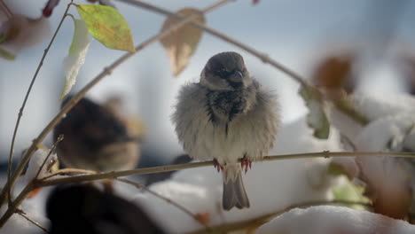 majestic sparrow bird sitting on branch in winter season, close up shot