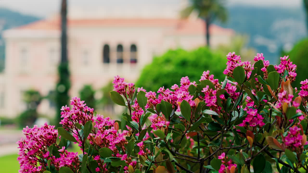 Close up of a bush of small pink flowers in the courtyard of Villa Ephrussi de Rothschild with a blurred view on the background