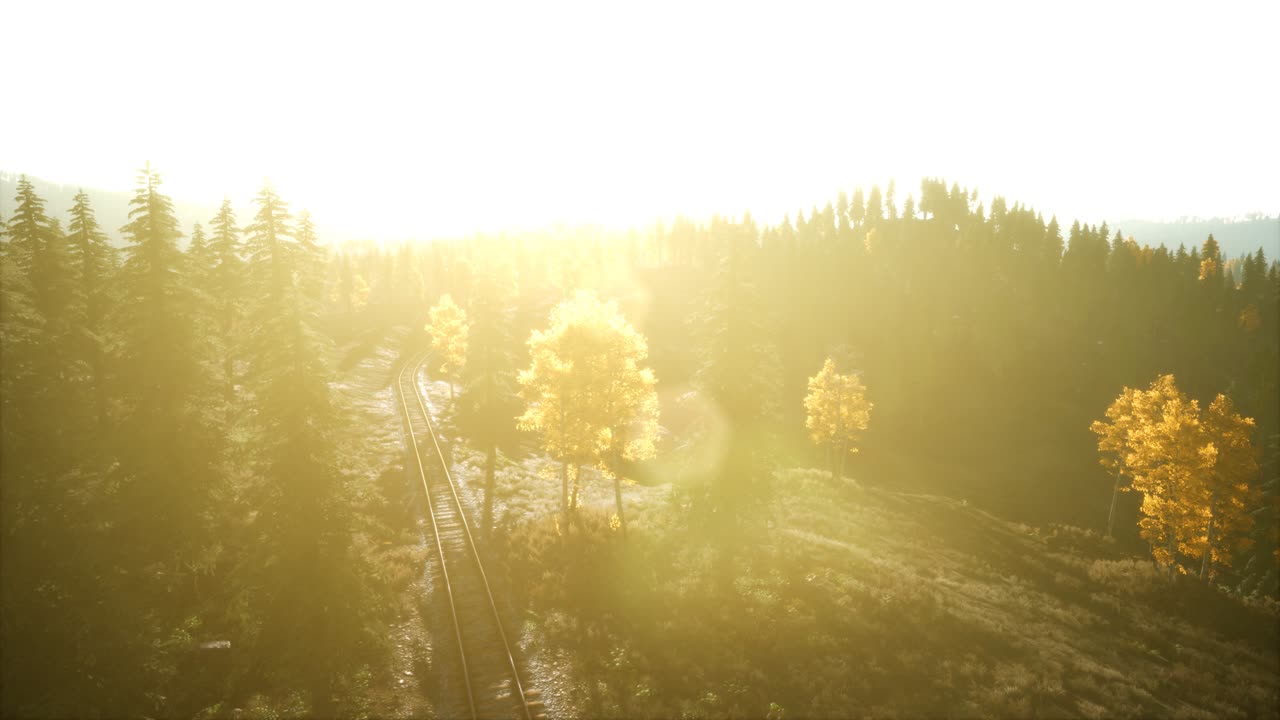 녹색 소나무 와 함께 해가 지는 아름다운 가을 숲 의 공중 전망