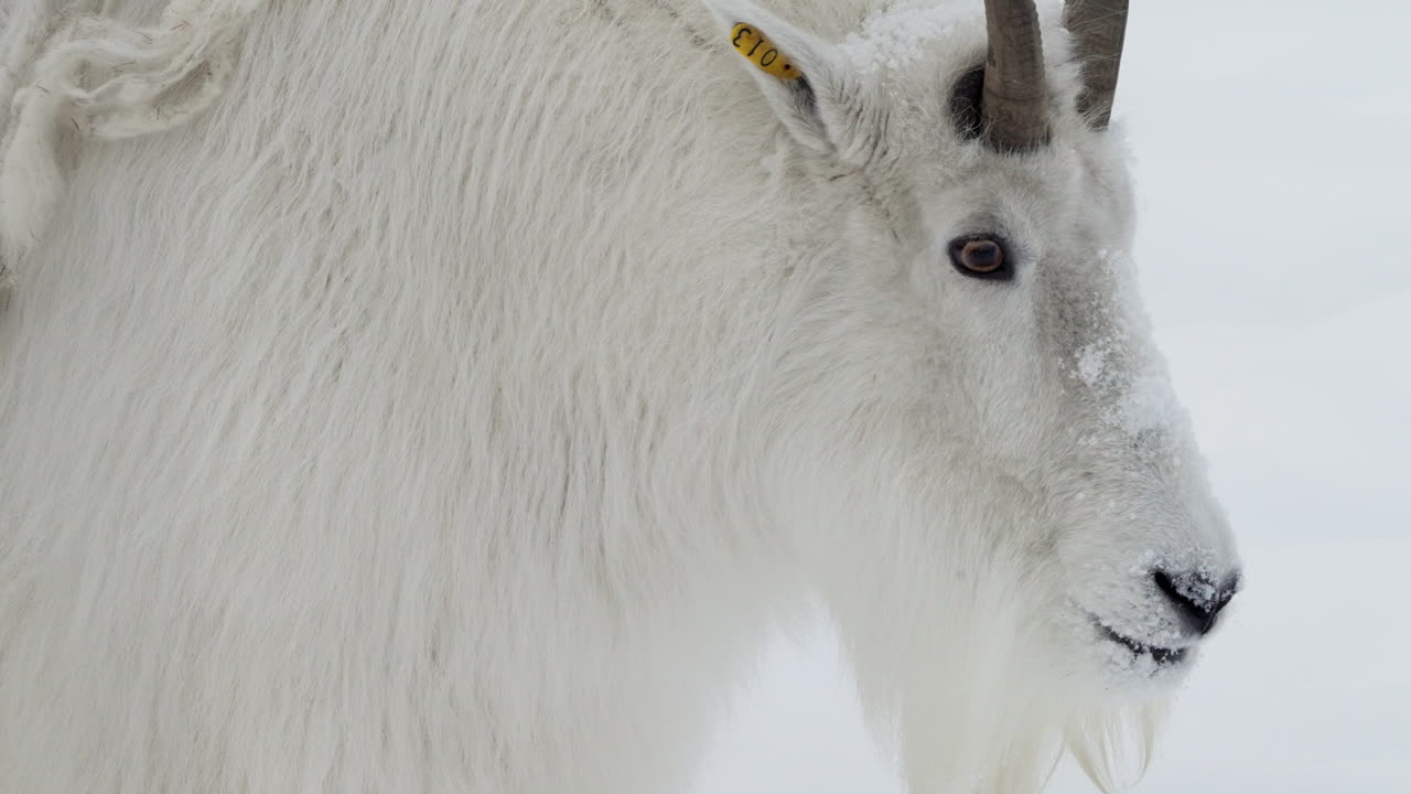 cabra de montaña en whitehorse, yukon, canadá durante el invierno - de cerca