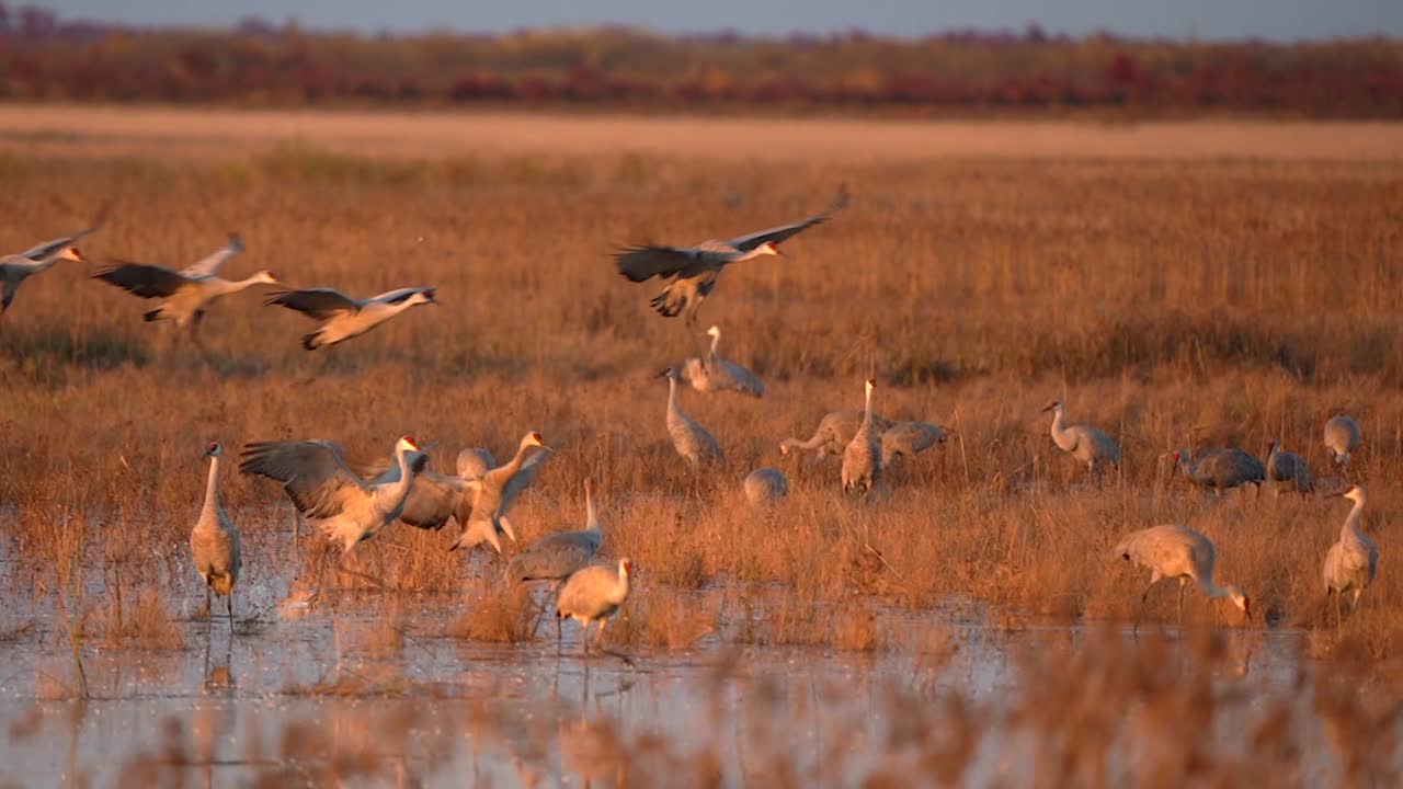 A group of sandhill cranes lands in a marsh at golden hour during the fall migration