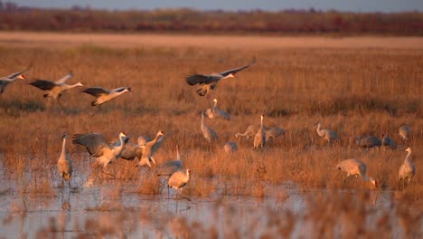 a group of sandhill cranes lands in a marsh at golden hour during the fall migration