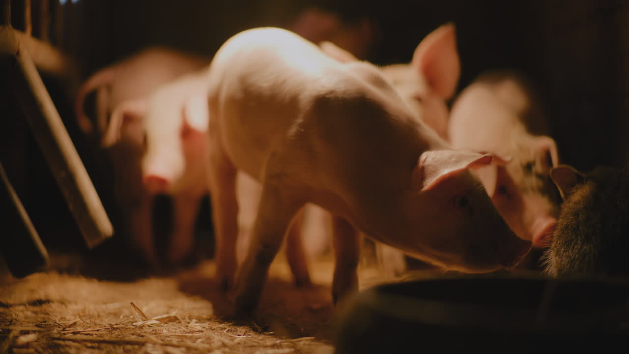 밤 에 창고 에 있는 돼지 들