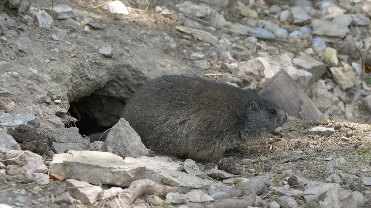 linda marmota negra moviéndose lentamente fuera de la cueva de la casa en la montaña, de cerca