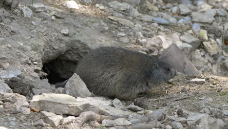 cute black groundhog moving slowly out of home cave in mountain,close up