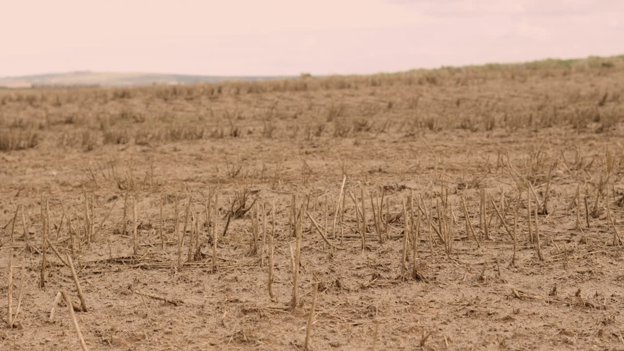 View Over Field of Dead Crops in Hot Environment on Dry Ground Soil Due to Drought on Rural Agricultural Farmland. Effect of No Rain on Landscape Due to Climate Change and Global Warming.
