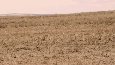 view over field of dead crops in hot environment on dry ground soil due to drought on rural agricultural farmland. effect of no rain on landscape due to climate change and global warming.