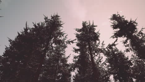 tall trees in a winter forest