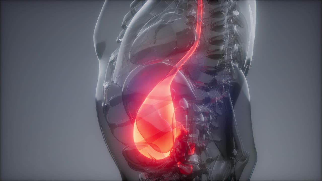 examen de radiología estomacal humano