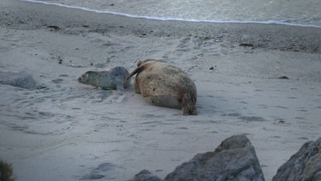 Harbor-Seals-In-Monterey-Bay,-California