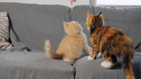 slow motion shot of kittens playing with each other on a sofa