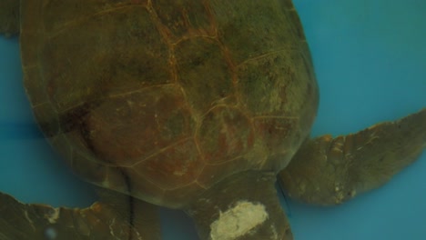 una tortuga herida nada en un estanque de recuperación en un centro de rescate de animales.