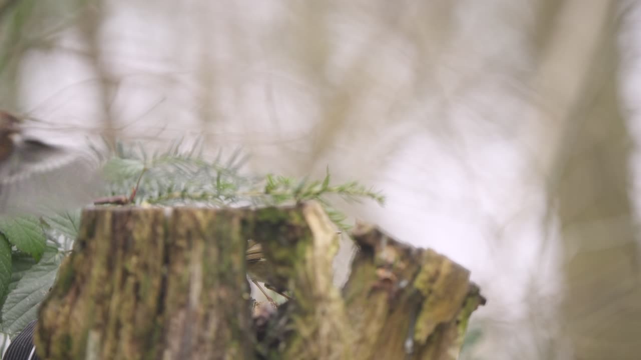 Eurasian robin perched on branch in foggy forest light, quiet stillness and soft background