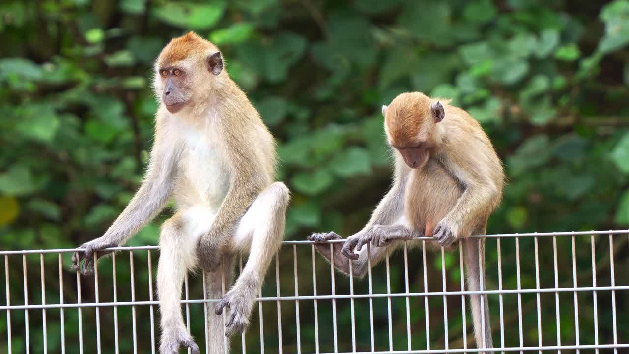 dos macacos de cola larga sentados en una valla metálica, rascando su cuerpo, preguntándose por los alrededores, un primer plano de la vida silvestre en un entorno urbano