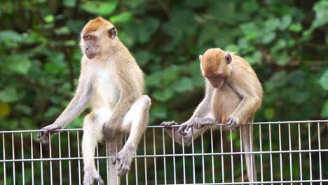 two long-tailed macaques sitting on metal fence, scratching its body, wondering around the surroundings, close up shot of wildlife in urban environment