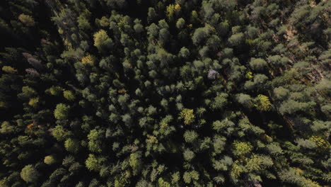 Imágenes-Aéreas-De-Un-Bosque-De-Pinos-Remoto-En-Finlandia-En-Un-Día-Soleado