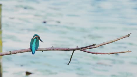 Kingfisher-perched-on-branch-over-idyllic-pond-in-Friesland-Netherlands,-turquoise-green-blue-feathers