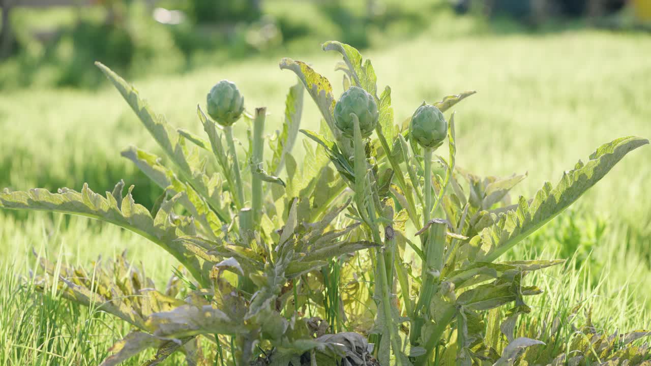 Artichoke plant growing in a green field