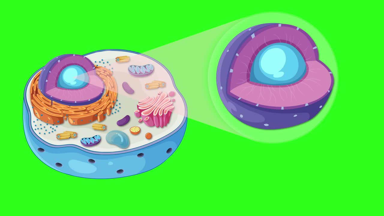 Animation illustrating animal cell anatomy with focus on the nucleus, highlighting organelles and cellular components in vibrant colors