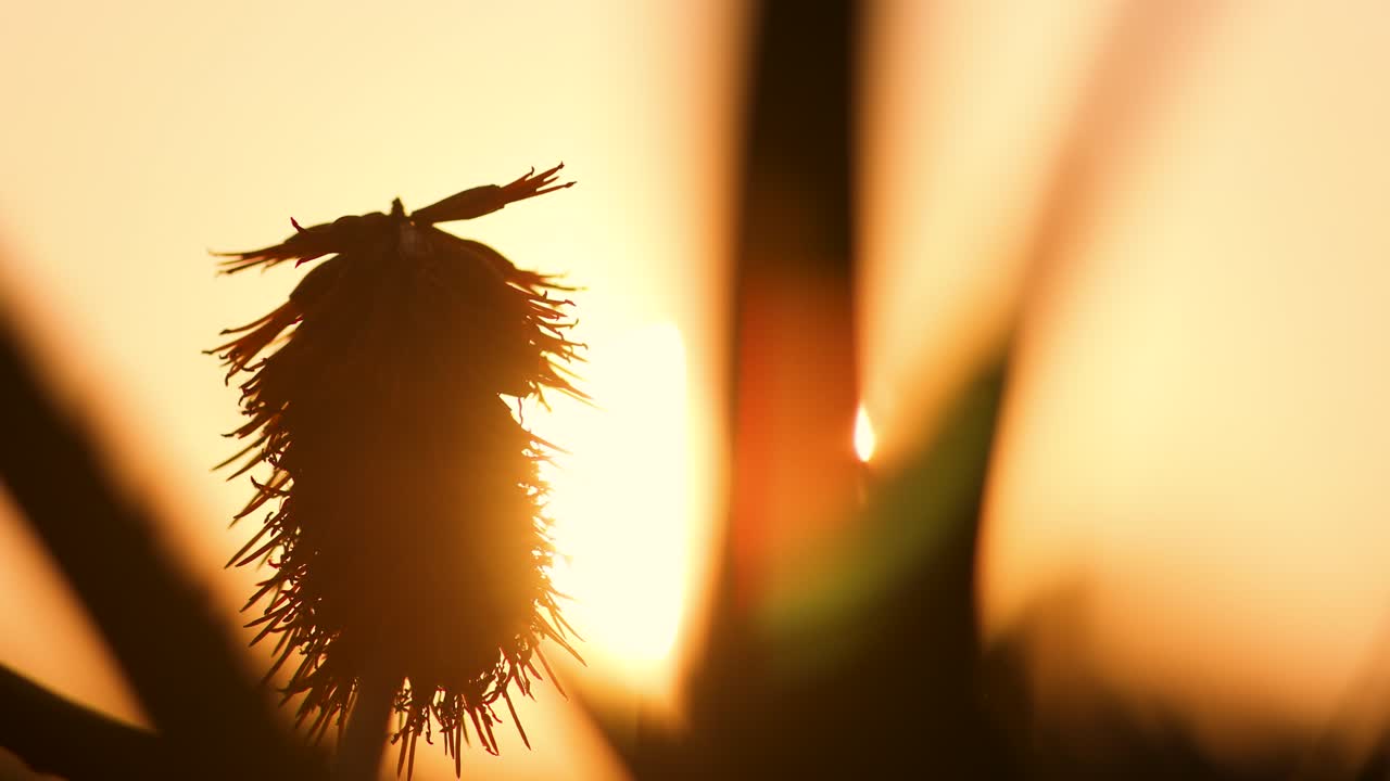 cierre el lapso de tiempo de una planta de aloe con la puesta de sol detrás de ella