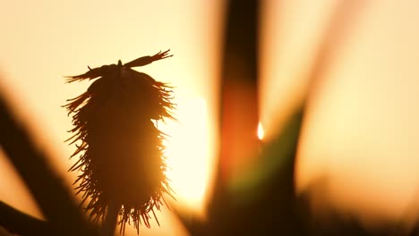 close up time-lapse of an aloe plant with the sun setting behind it