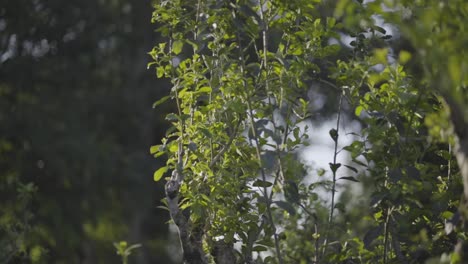 Gentle-Breeze:-Soft-Focus-on-a-Swaying-Tea-Plant