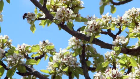 Bees harvesting nectar from white flowers
